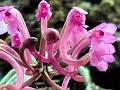 Himalayan Strap-Lip Orchid